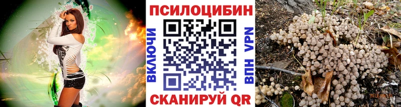 Купить  Чаплыгин  Псилоцибиновые грибы Psilocybine cubensis 